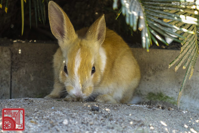2944_Rabbit Island Japan