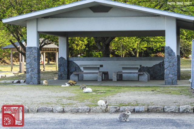 3156_ Okunoshima Rabbit Island