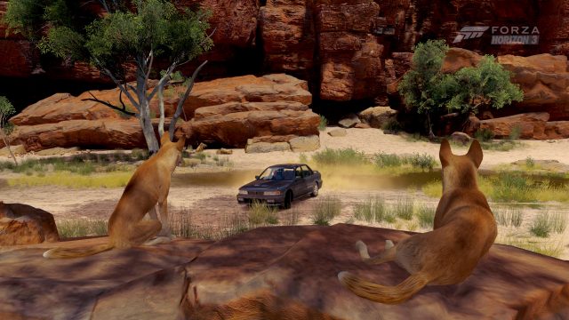 dingos-and-mirages